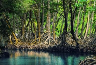 Samana: Private Los Haitises Expedition Caves & Mangroves