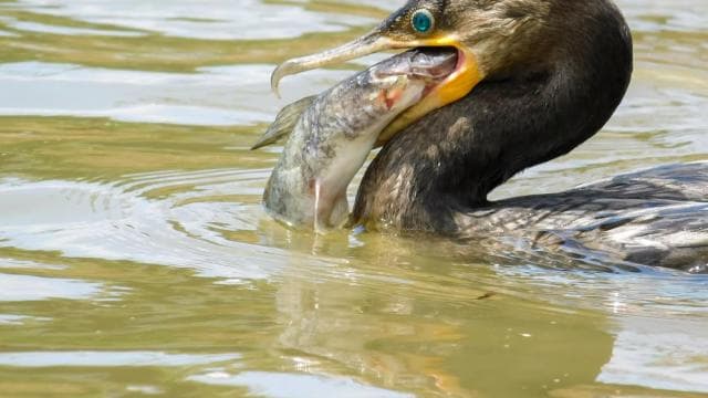 Caño Negro: Wildlife Discovery Tour