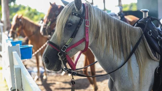 From Carolina: Horse Riding at a Private Ranch