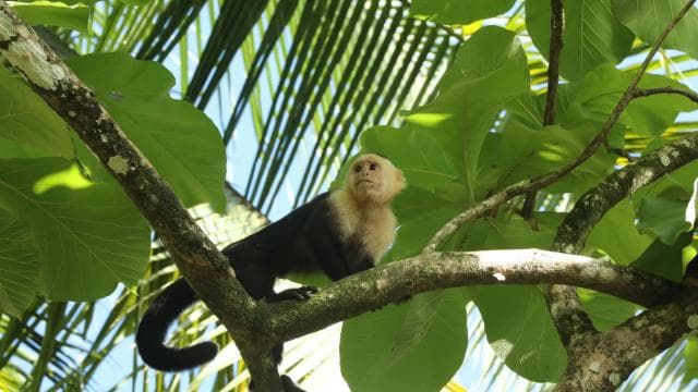Uvita: Corcovado National Park San Pedrillo from Uvita 1-day excursion - Photo 2 (Gallery view)