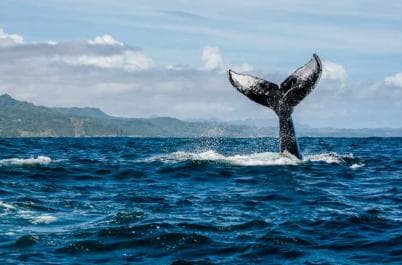 Samana: Private Whale Watching Half Day Trip - Photo 5 (Gallery view)