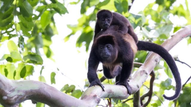 Tamarindo Estuary: Kayak Monkey Tour