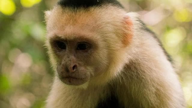Manuel Antonio Park: Guided Walking Tour with a Naturalist