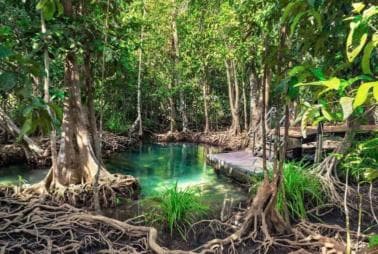 Private Samaná: Los Haitises Park, Caño Hondo & Yanigua Tour