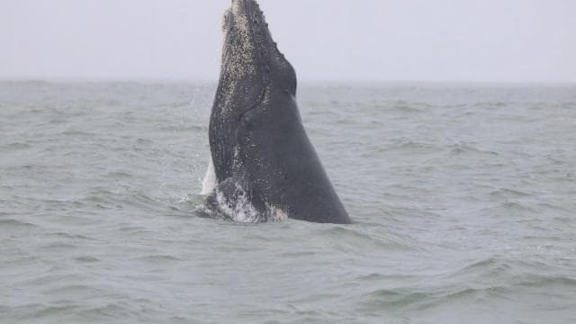 Marino Ballena National Park: Whale and Dolphin Watching - Photo 2 (Gallery view)
