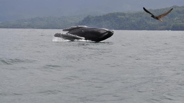 Uvita: Whale & Dolphin Watching Boat Trip w/ Drinks & Snacks