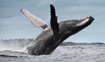 Samana: Half Day Whale Watching Humpback Whale Watching