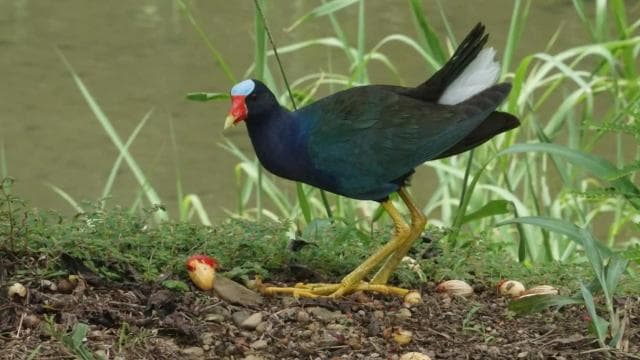 Uvita: Bird Watching Tour - Photo 3 (Gallery view)
