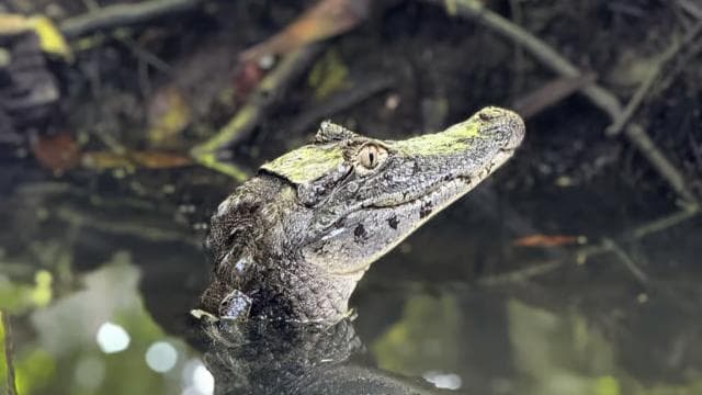 Tortuguero: Tour to the Canals in Tortuguero National Park