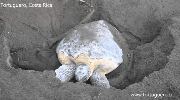 Tortuguero: Turtle Nesting Night Tour - Dominican Republic