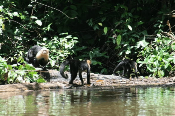 Tortuguero: Canoe Tour in Tortuguero National Park - Photo 5 (Gallery view)