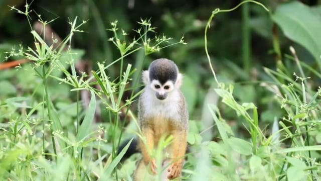 Drake Bay: Corcovado National Park and Sirena Station Tour