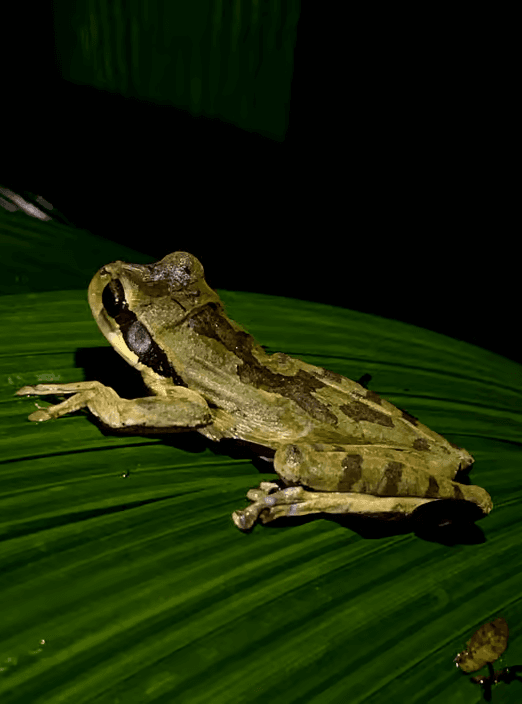 Nachtspaziergang in La Fortuna: Faultiere, Frösche und Wildtiere - Photo 5 (Gallery view)