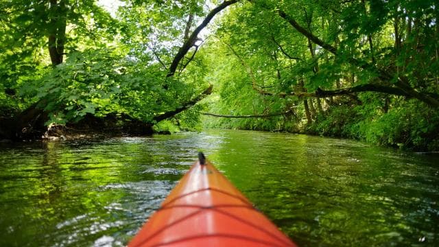 Kayaking Adventure: a 2-hour Wildlife Escape - Photo 5 (Gallery view)