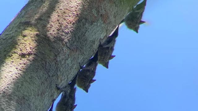 Cahuita: Walking Tour and Wildlife Sightseeing, Tour with Tour Guide
