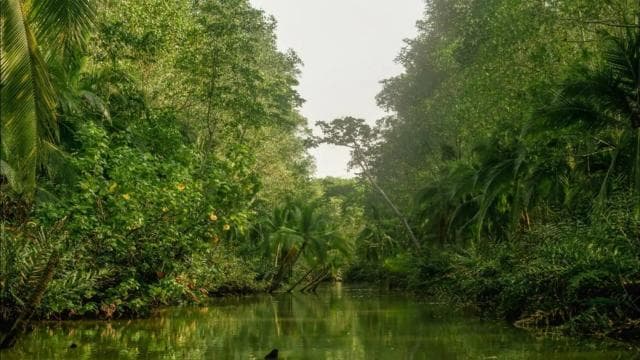 Manuel Antonio: Damas Island Mangrove Boat Tour with Lunch - Photo 2 (Gallery view)