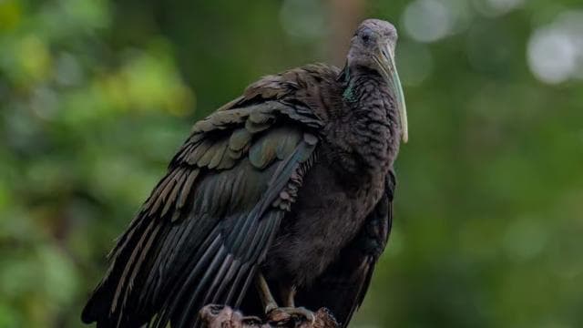 Tortuguero: KAYAK Tour in the Canals. An Unparalleled Experience