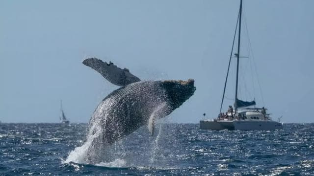 Punta Cana: Samaná Whale Watching and El Limón Day Tour - Photo 3 (Gallery view)