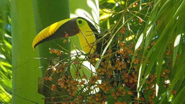 Marino Ballena National Park Private Naturalist Hike