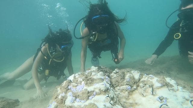 San Juan: Beginner Scuba Diving Tour with Turtles and Videos