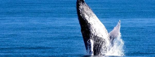 Samana: Whale Watching Tour