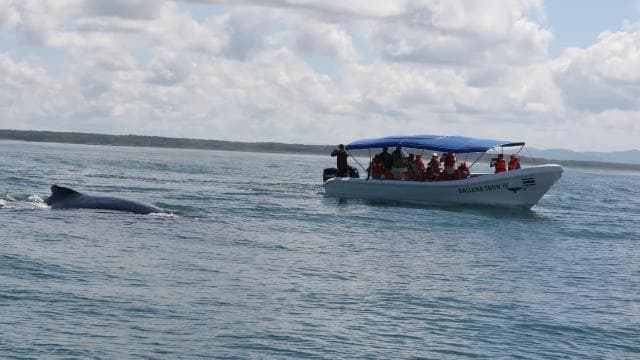 Marino Ballena National Park: Whale and Dolphin Watching - Photo 3 (Gallery view)