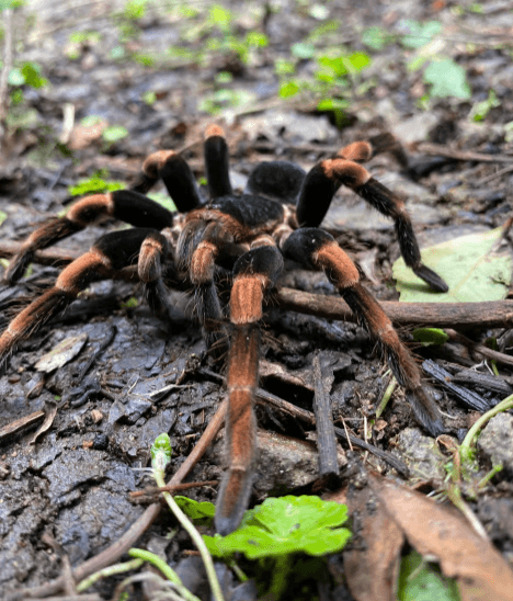 Monteverde cloud forest Preserve Guided tours (Small Groups) - Dominican Republic