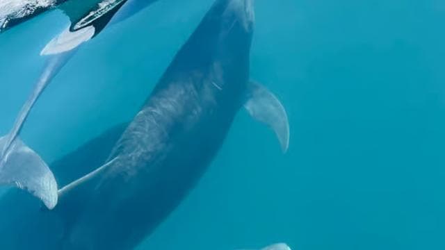 Uvita: Whale & Dolphin Watching Boat Trip w/ Drinks & Snacks