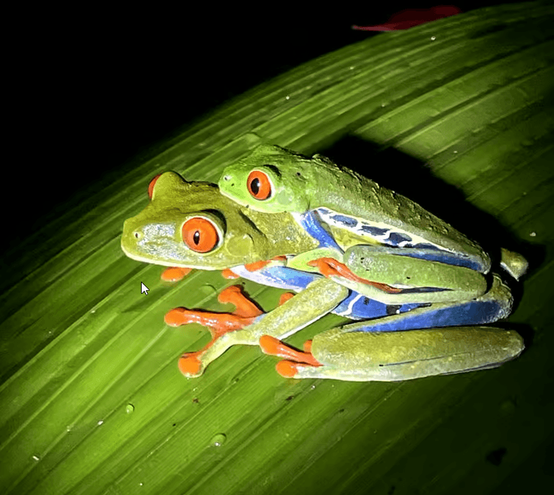 Nachtspaziergang in La Fortuna: Faultiere, Frösche und Wildtiere - Photo 4 (Gallery view)