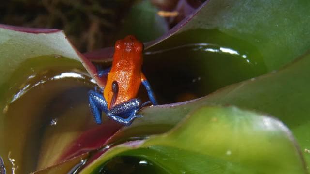 La Fortuna:Butterflies, birds, sloths and Trails Guided Tour - Photo 2 (Gallery view)