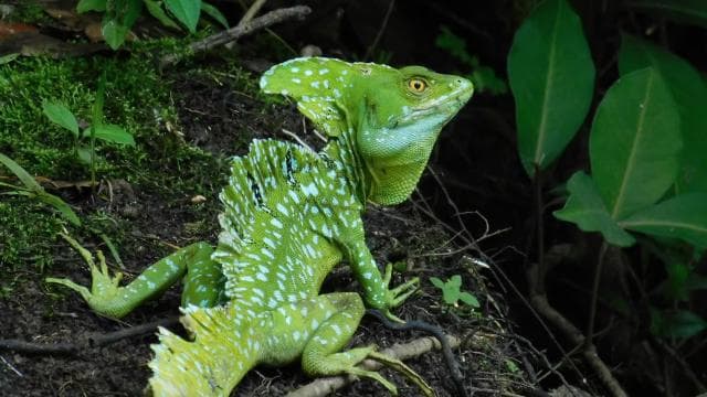 Caño Negro: Wildlife Discovery Tour