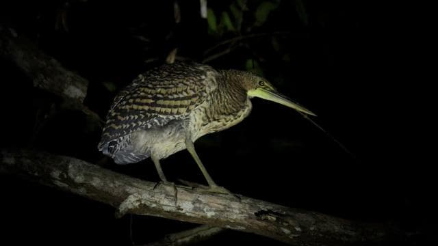 Manuel Antonio Mangrove Boat Night Tour