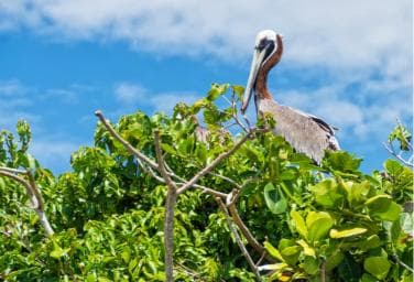 Sabana de la Mar: Los Haitises National Park Day Trip Free