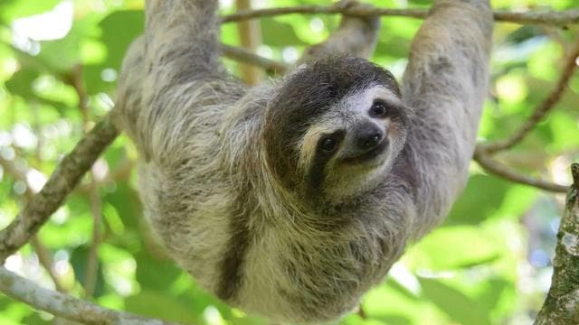 San Jose: Sloth and Wildlife Rescue Center Tour