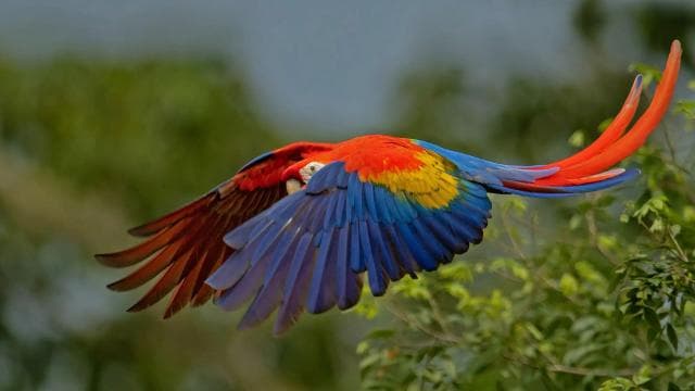 Uvita:Scarlet Macaws in Marino Ballena National Park Parrots