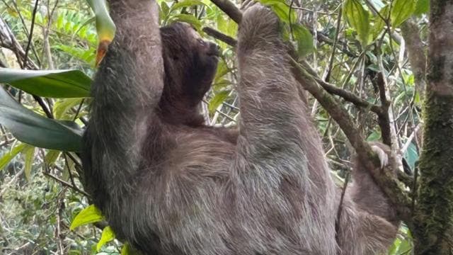 Guanacaste: Sloth Sanctuary and Waterfall Adventure