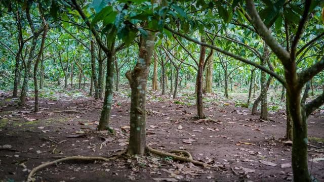 La Fortuna: Coffee and Chocolate Farm Tour
