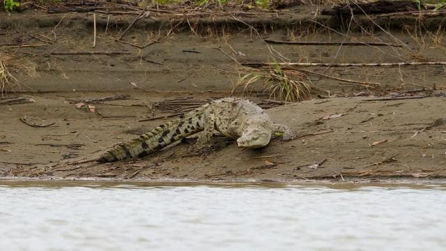 Quepos: Damas Island Authentic Local Mangrove Boat Tour - Photo 4 (Gallery view)