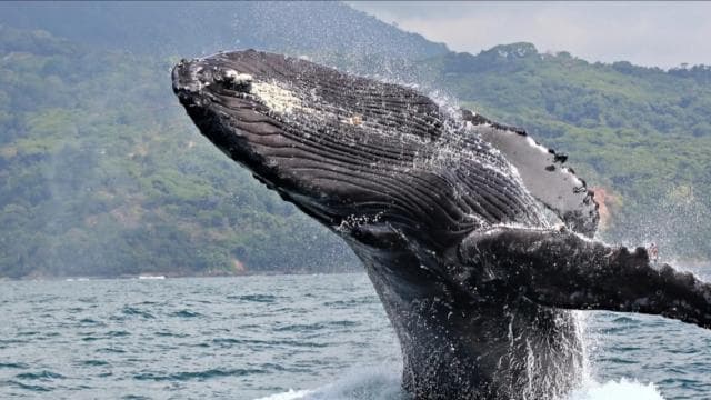 Miches : Private Whale Watching Samana bay