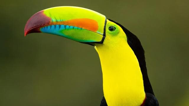 Guanacaste: Sloth Sanctuary and Waterfall Adventure
