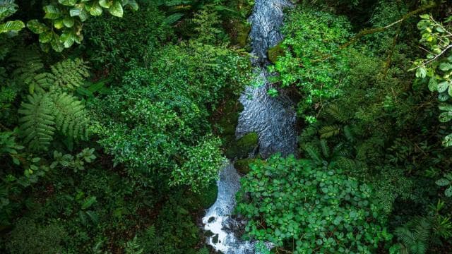 Monteverde: Monteverde Cloud Forest Canopy Adventure