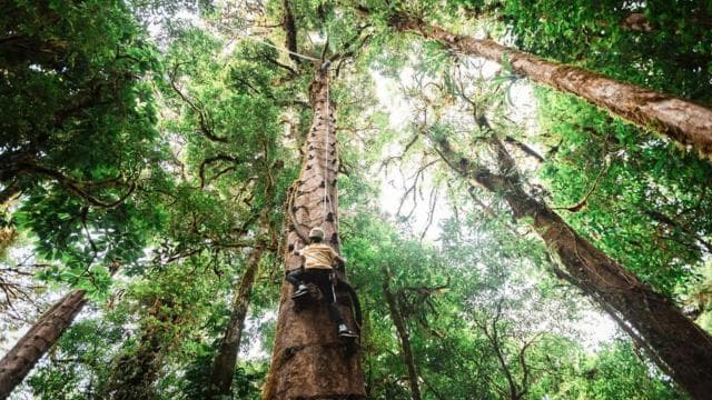 Monteverde: Arboreal Challenge Course - 5 in 1 Adventure -