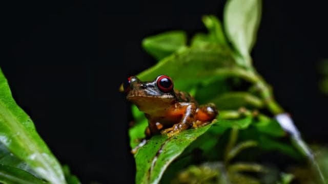 Monteverde: Kinkajou Forest Night Walking Tour