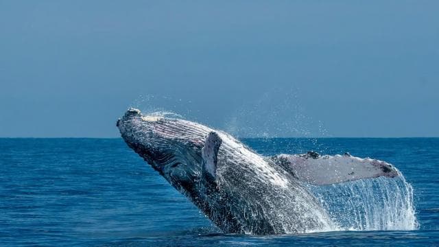 SLEDOVÁNÍ VELRYB A DOLPHINŮ V UVITA KOSTARICE - Photo 4 (Gallery view)