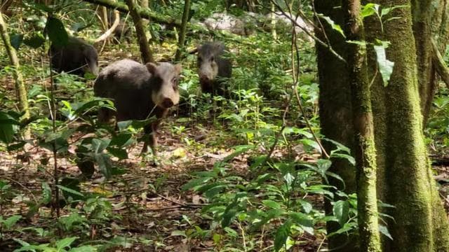 Puerto Jimenez: Corcovado National Park Sirena Day Tour