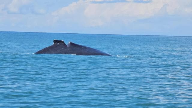 Marino Ballena National Park: Whale Watching Boat Tour - Photo 5 (Gallery view)