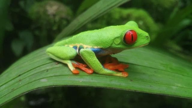 From San Jose: La Paz Waterfall Gardens Guided Day Tour