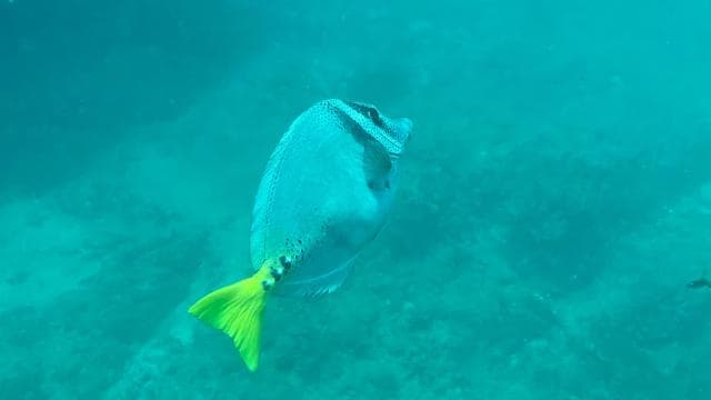Isla del Caño: Snorkeling