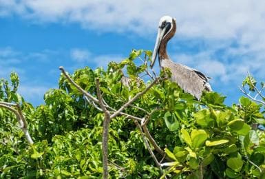 Sabana de la Mar:Los Haitises National Park: Boat Tour and Cave Visit