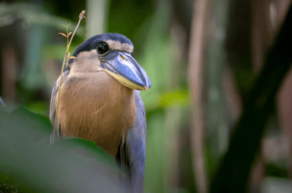 Tortuguero: Tour a los Canales en Parque Nacional Tortuguero - Dominican Republic